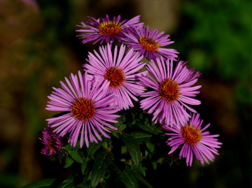 BLÜTEN