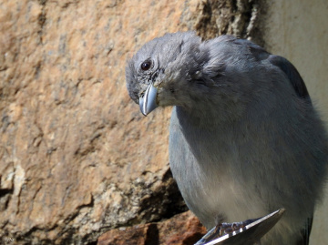 Sayaca Tanager