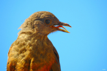 Whith open beak