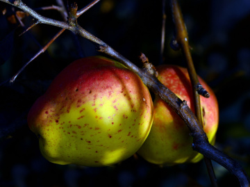 ÄPFEL