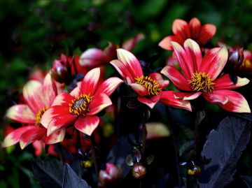 BLÜTEN