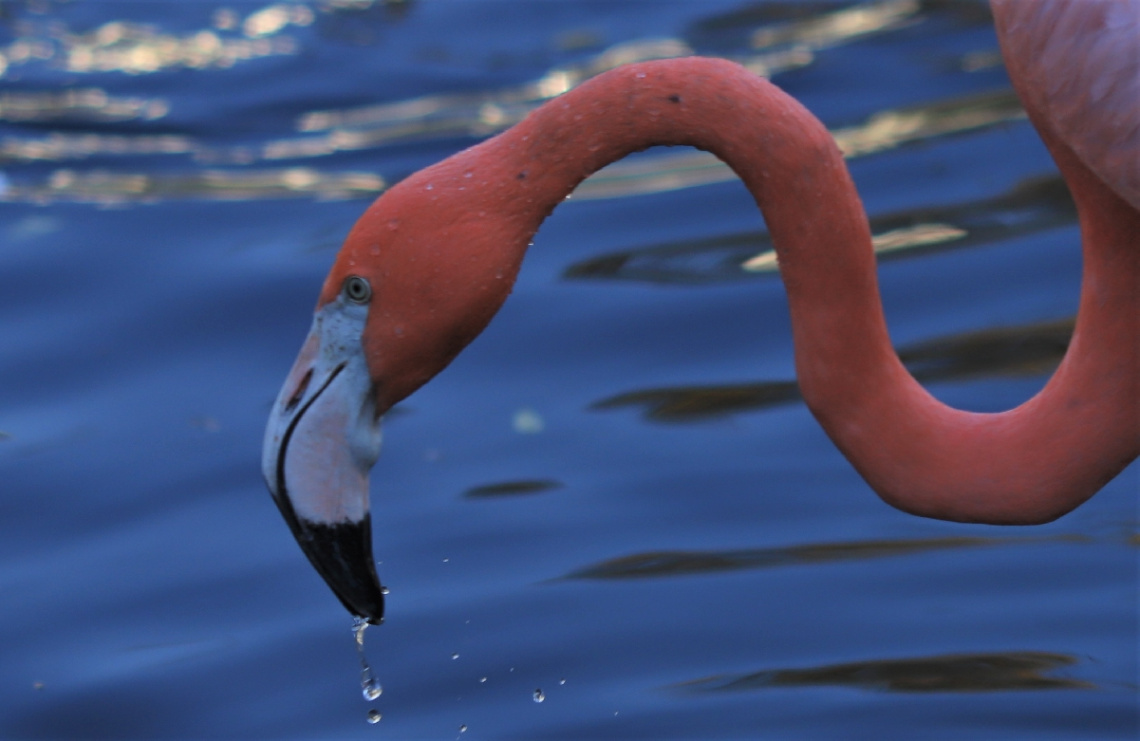 Flamingo moment ....