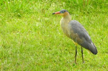 Whistling Heron