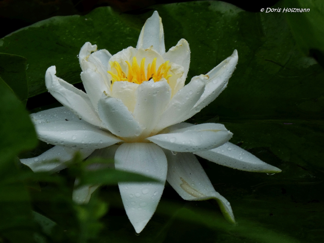 Seerose