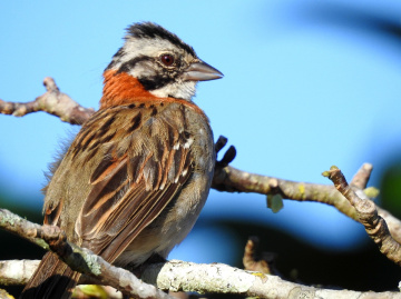 Zonotrichia capensis