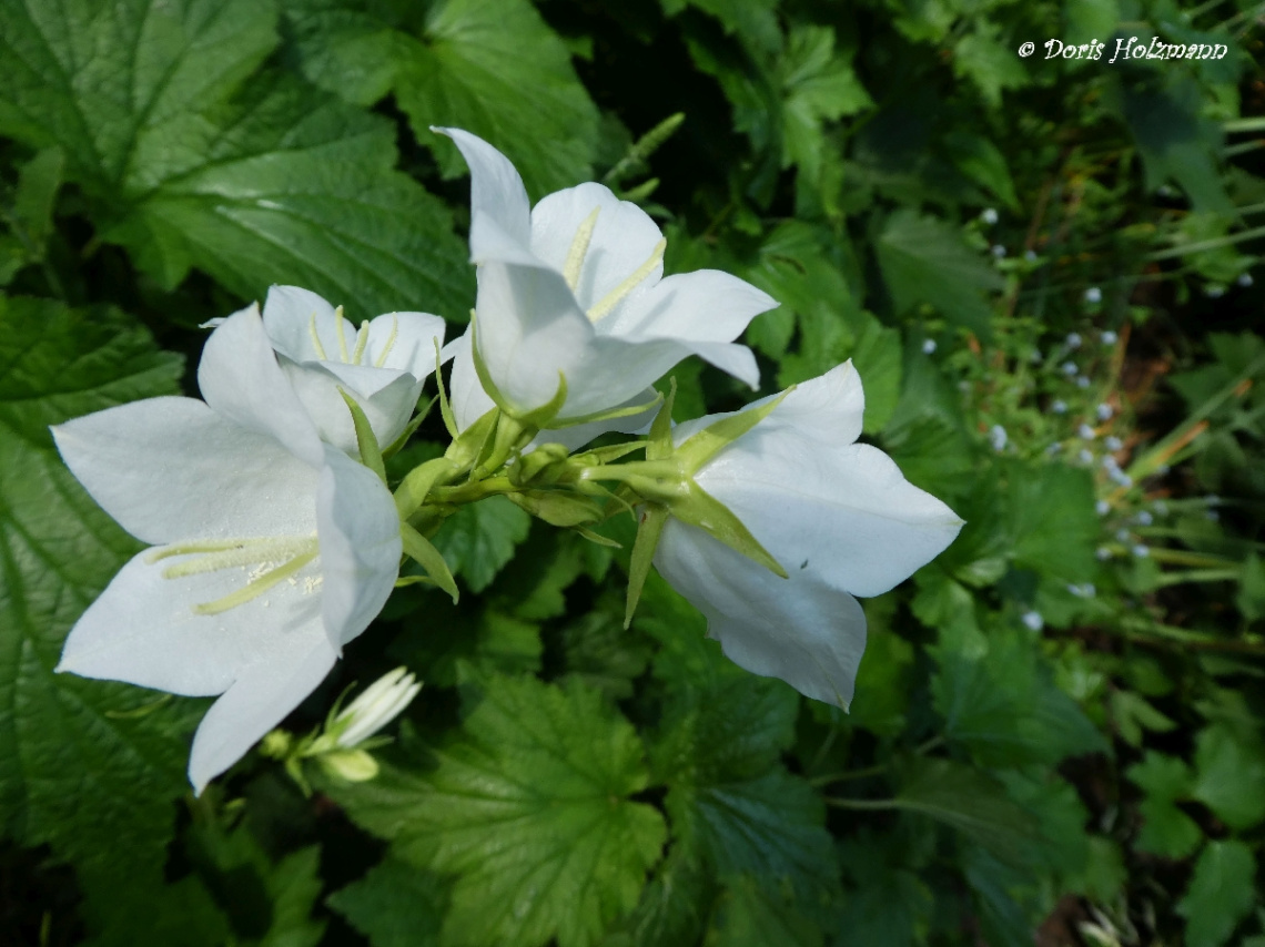 Blüte