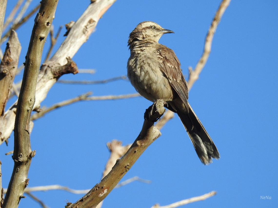 Mimus saturninus 