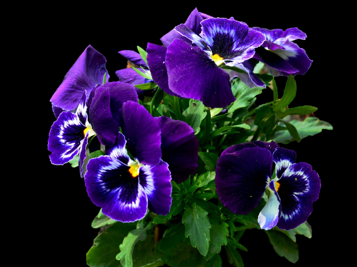 BLÜTEN