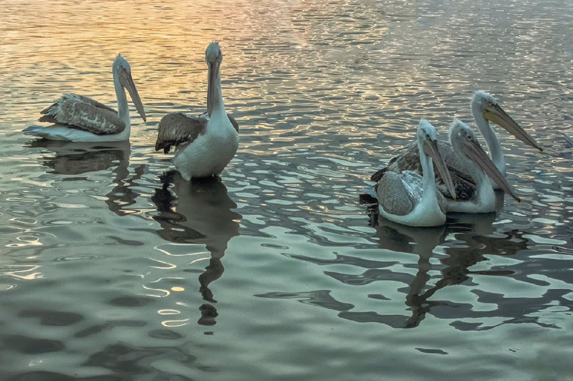 Pelikanlar