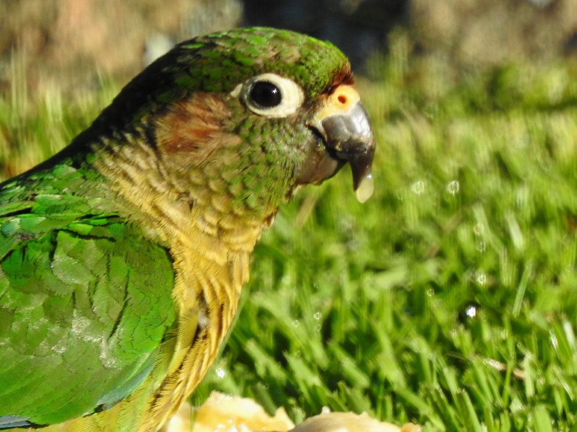 Toriba