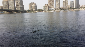 Egypt  - Cairo - Nile river