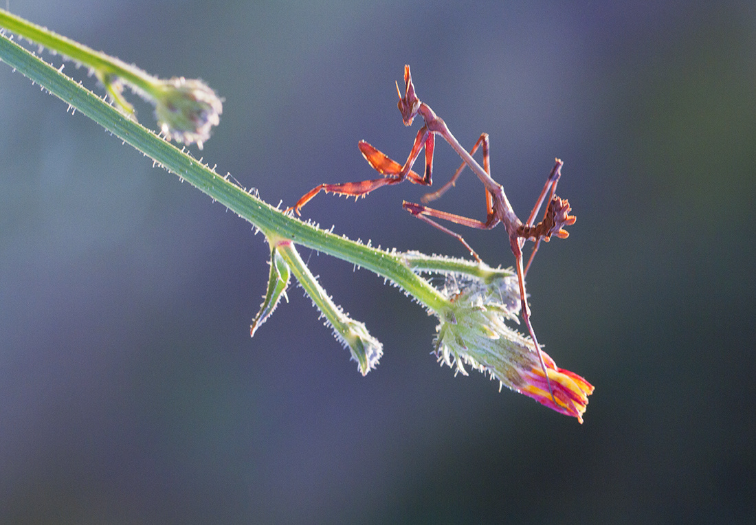 Mantis 