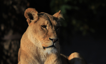 Lying in the afternoon sun ......