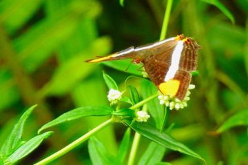 Borboleta 