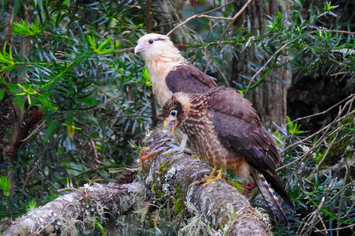 Gavião-Hawk Carrapateiro e seu filhote