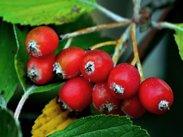 BEEREN