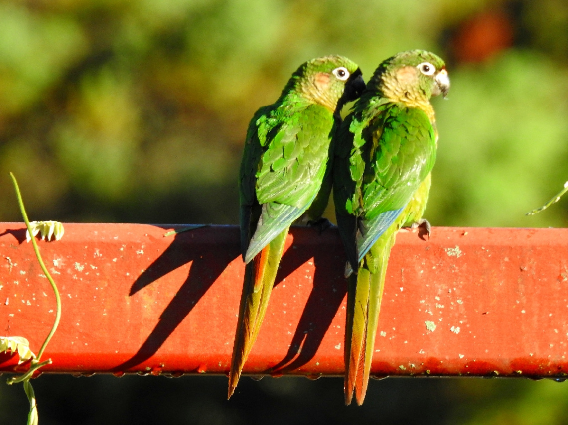 Toriba couple 