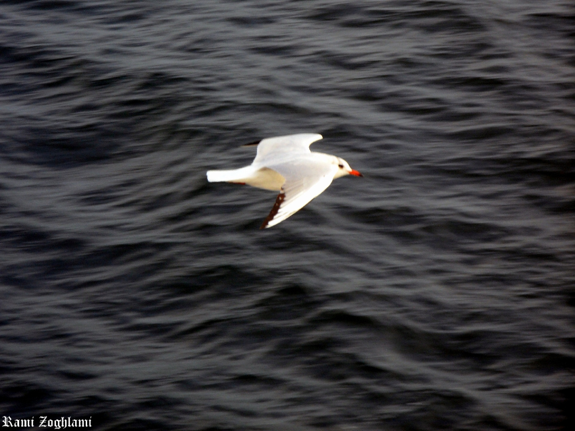 Famous Turkish Bird