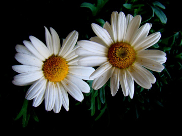 BLÜTEN