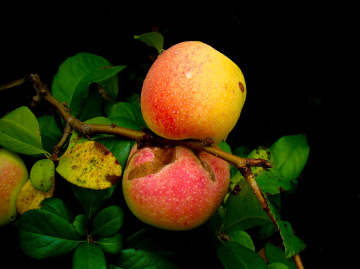 ÄPFEL