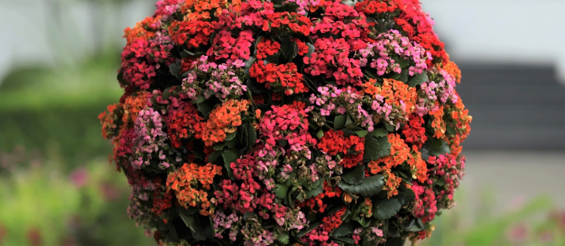 Colors ...