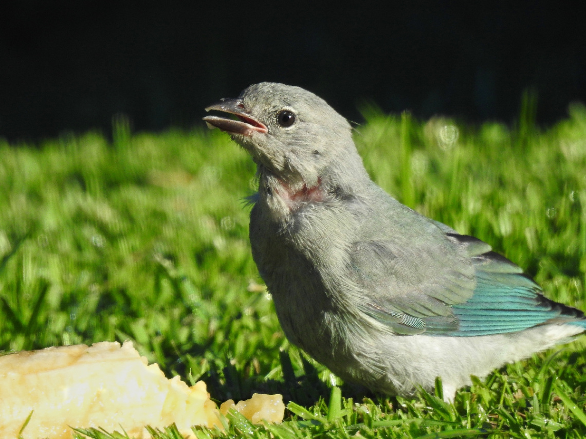 Sanhaço cinza (filhote)