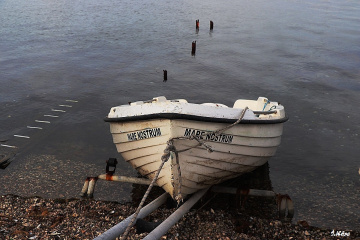Mare