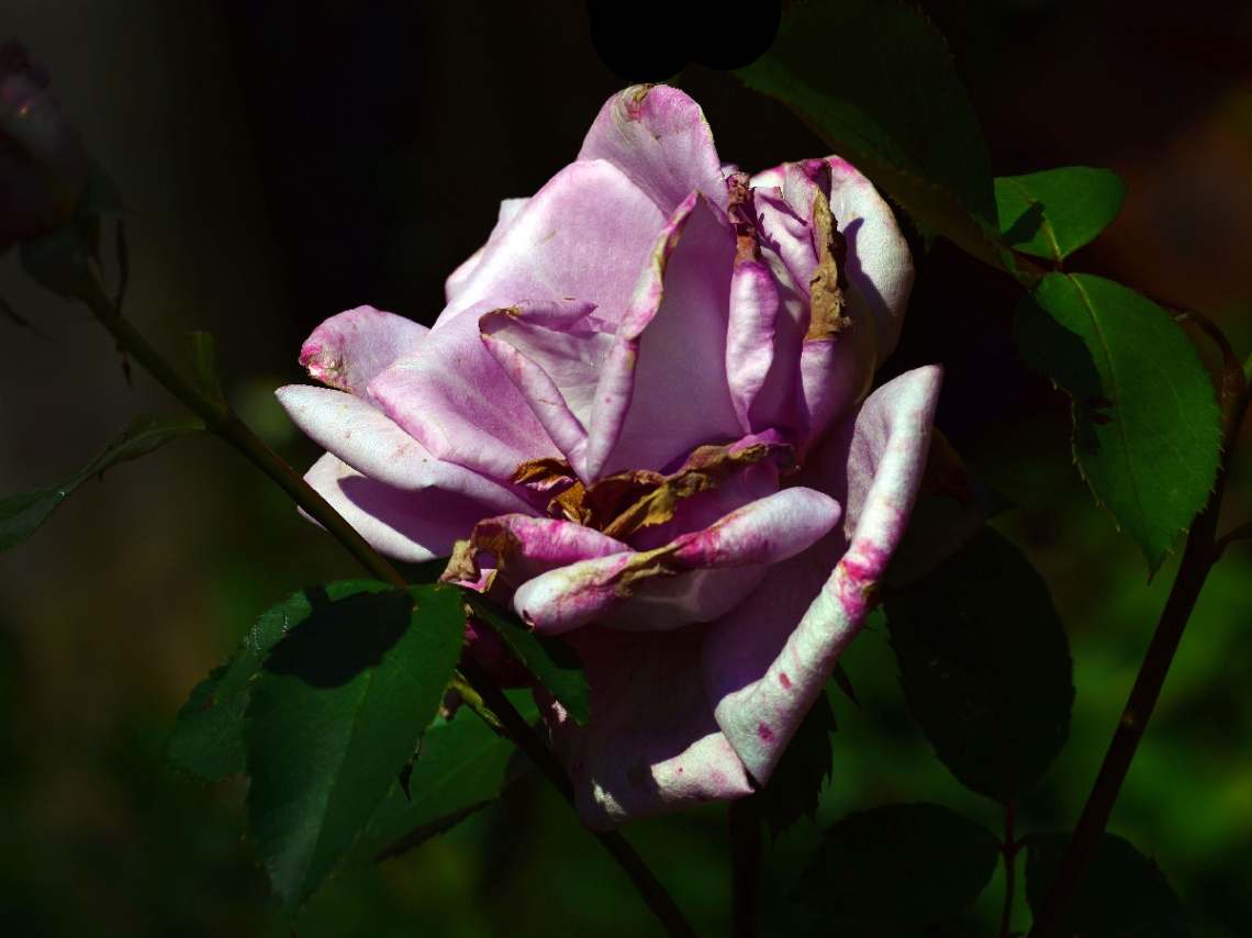 BLÜTE