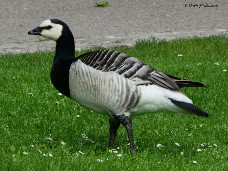 Gans