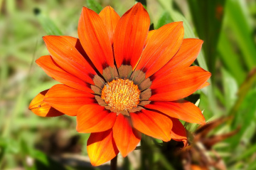 Flor