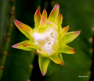 Fragrant bloom