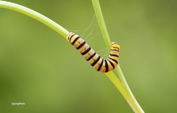 Caterpillars
