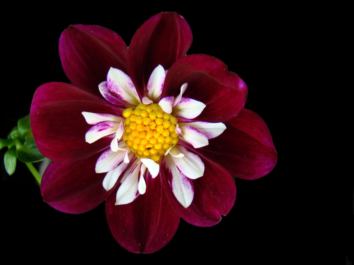BLÜTE
