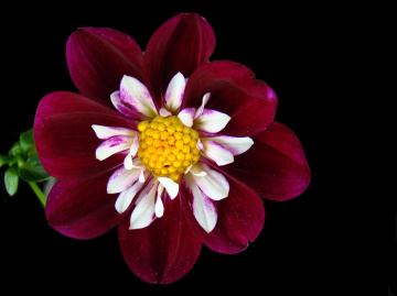 BLÜTE
