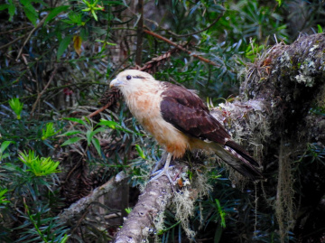 Milvago chimachima Falcon