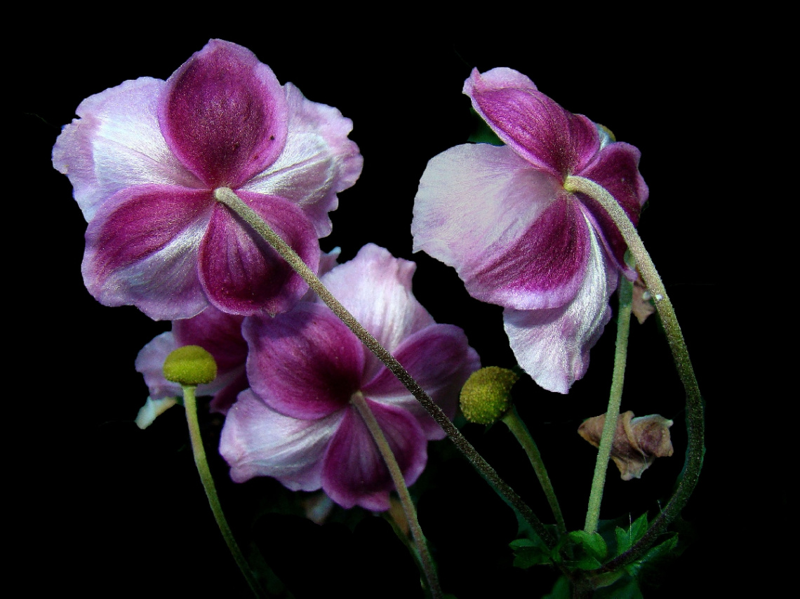 BLÜTEN