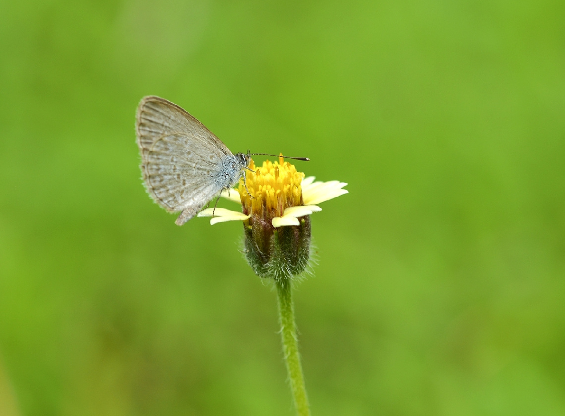 Mini Butterfly