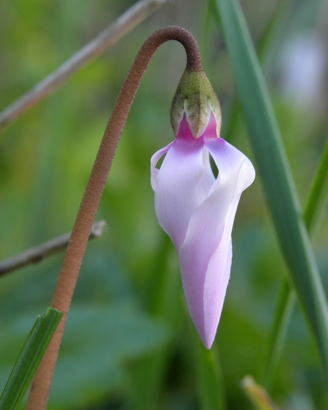 Cyclamen 