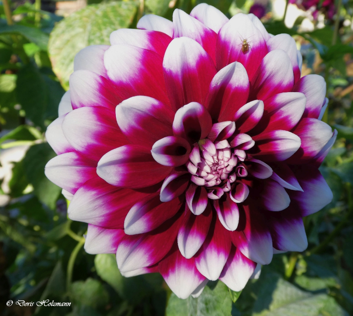 Dahlie