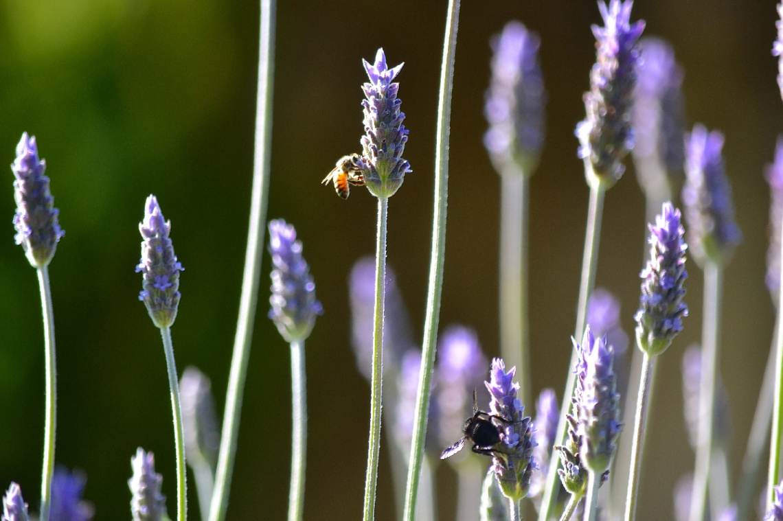 Lavender flowers