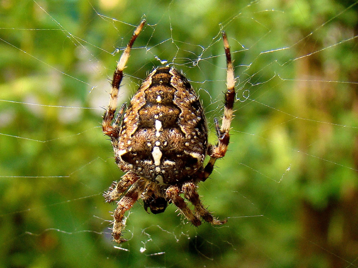 SPINNE