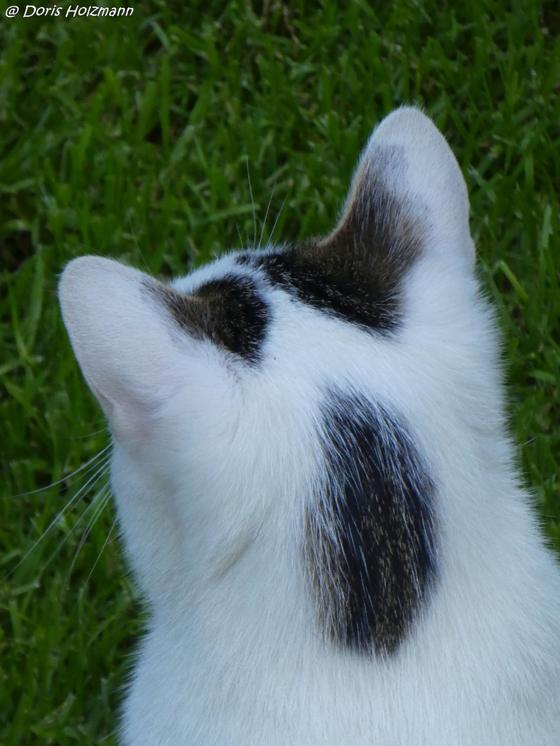 Katze