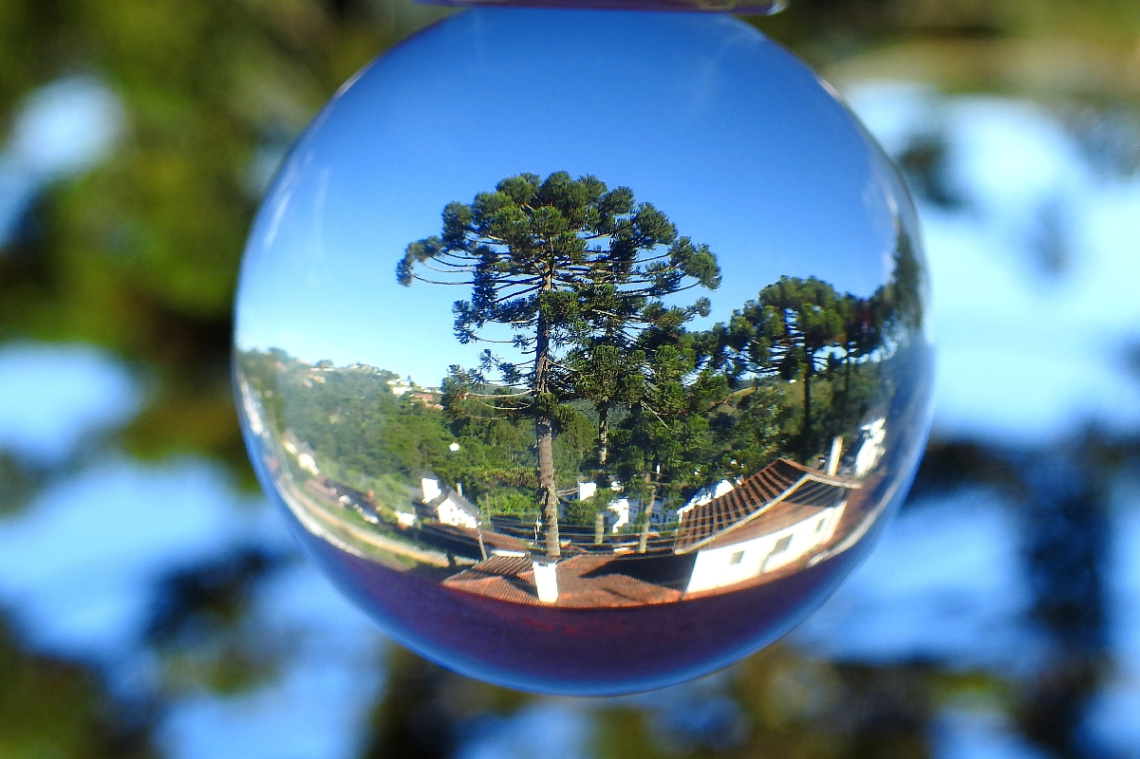 Araucária tree