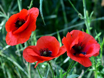 BLÜTEN