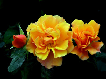 BLÜTEN
