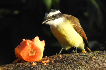 Comendo mamão