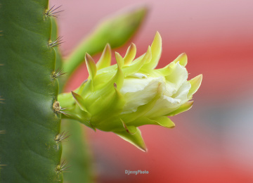 Cactus