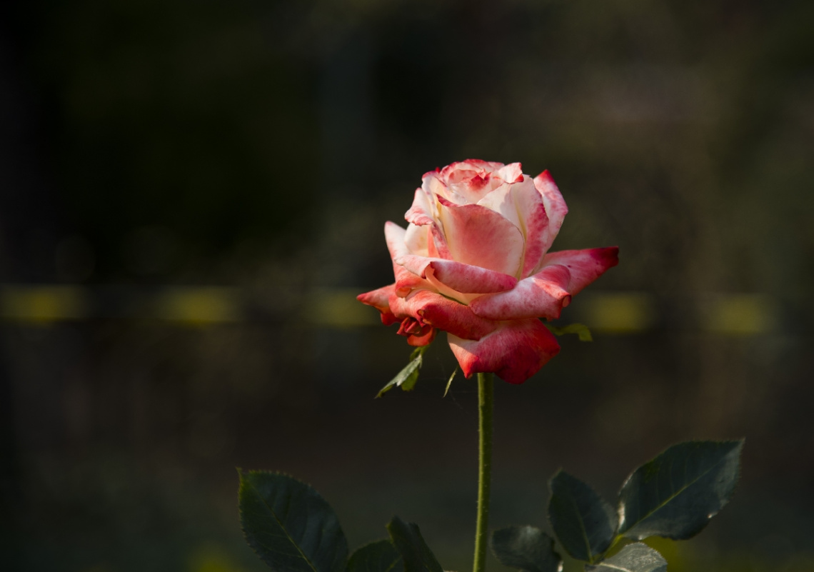 Rose Symbol of Love