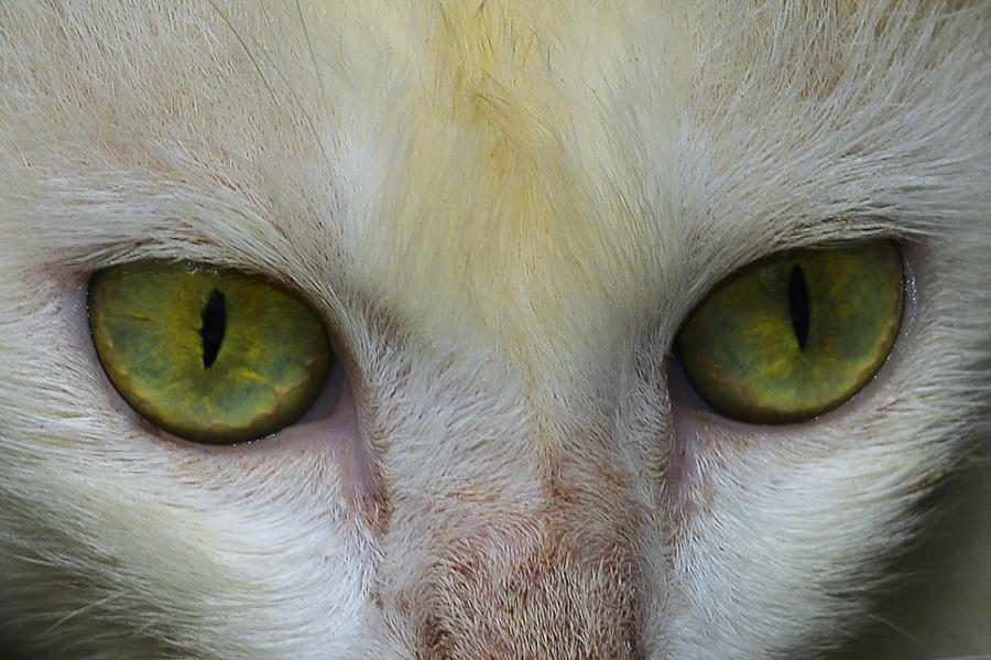 Beautiful eyes