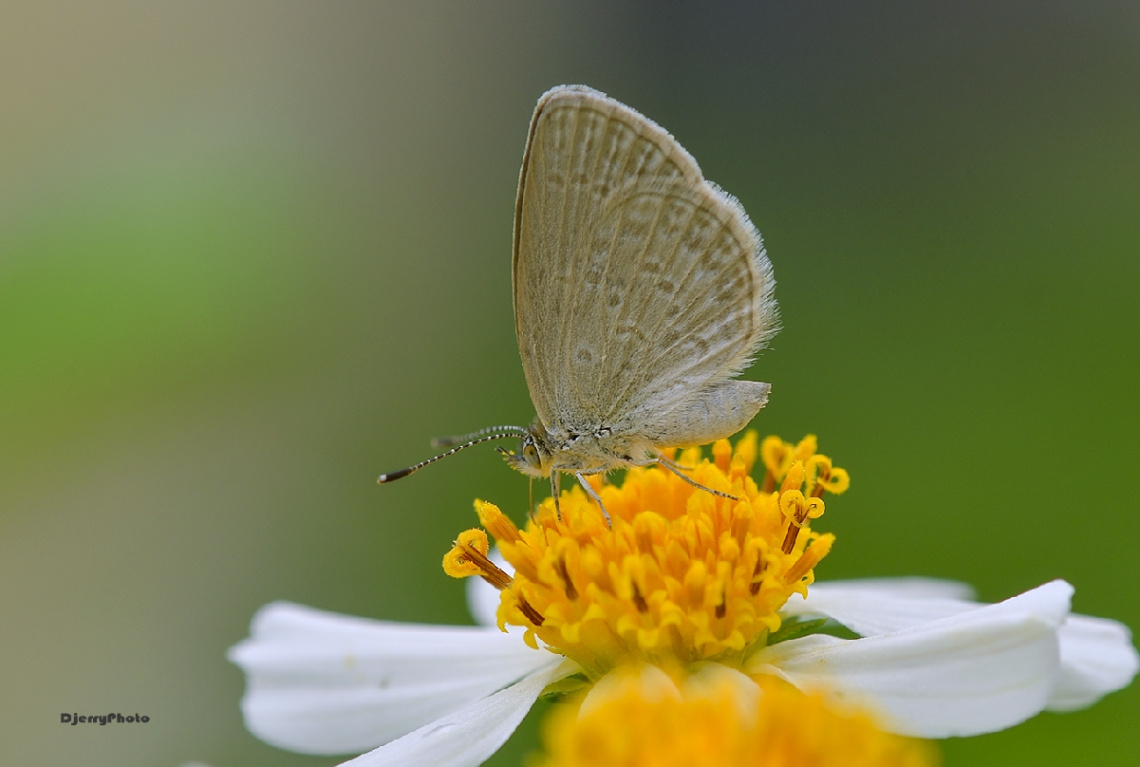 Mini Butterfly